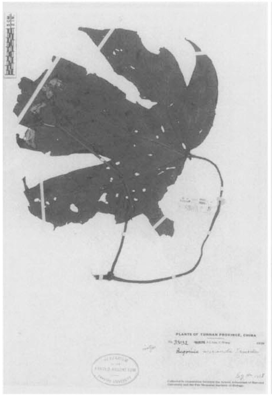 B. miranda